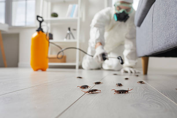 Commercial Kitchen Cockroach Control in Forest Park